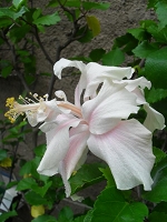Hibiscus White Kalakaua